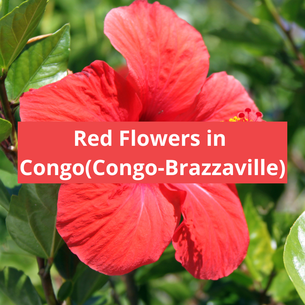 Red-Flowers-in-Congo-(Congo-Brazzaville)