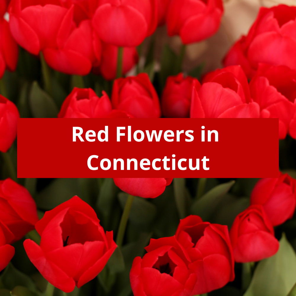 Red-Flowers-in-Connecticut