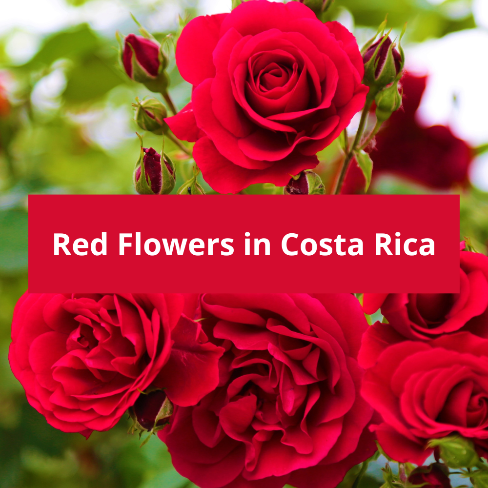Red-Flowers-in-Costa-Rica