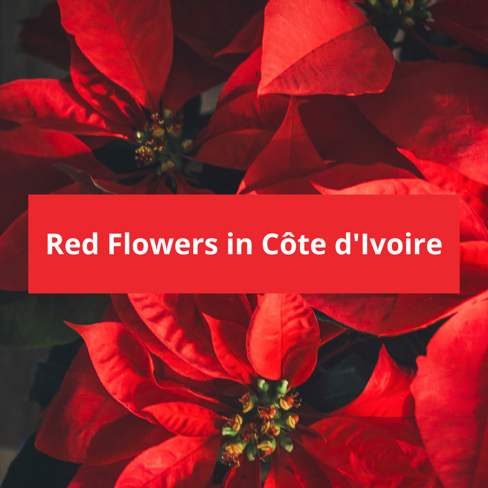 Red-Flowers-in-Côte-d'Ivoire