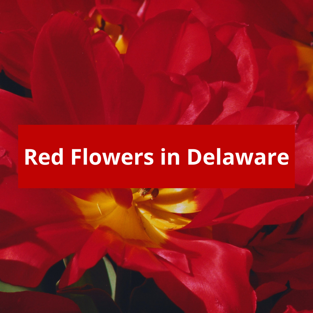 Red-Flowers-in-Delaware