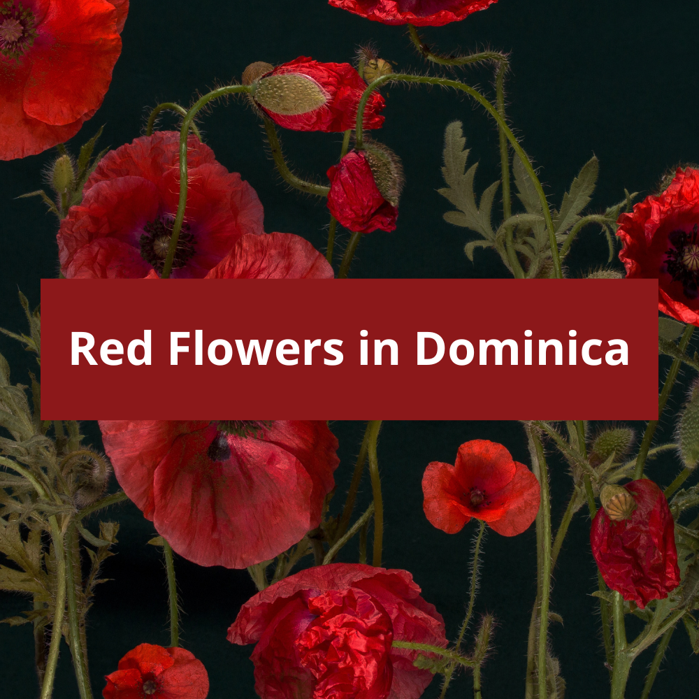 Red-Flowers-in-Dominica