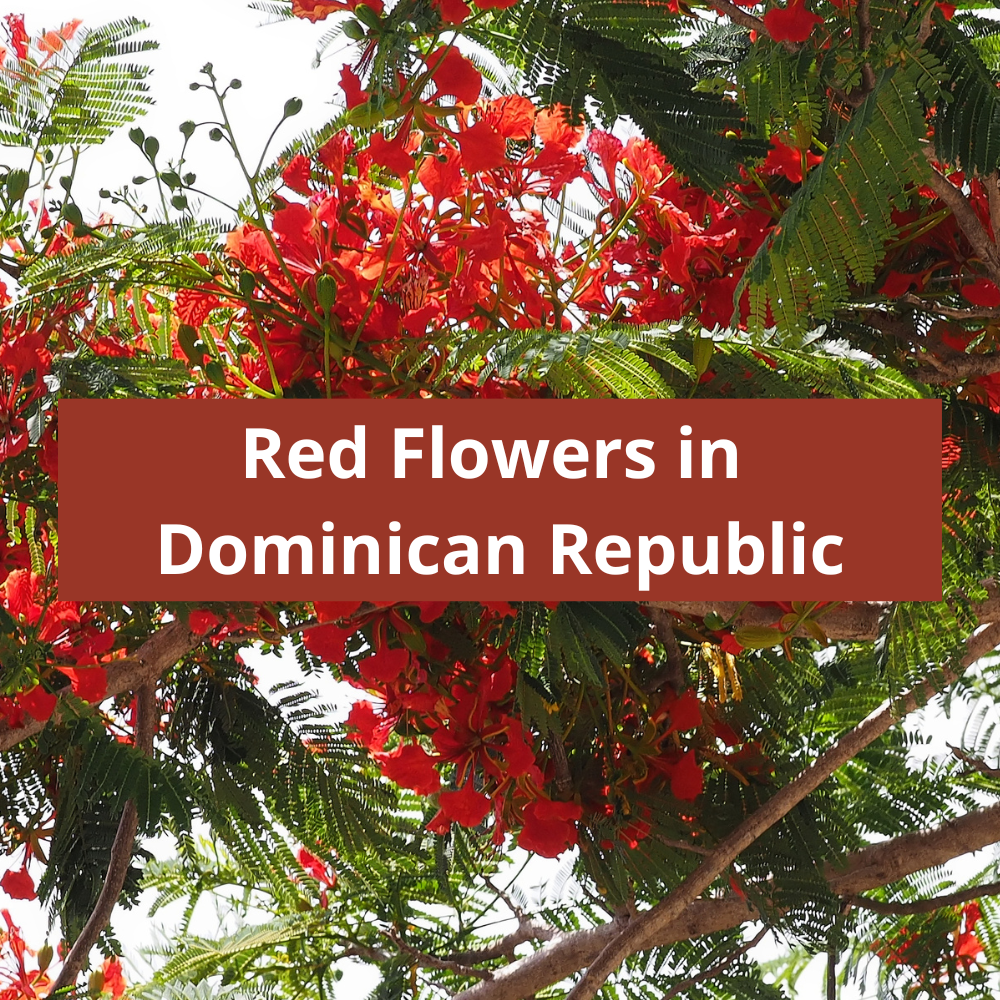 Red-Flowers-in-Dominican-Republic