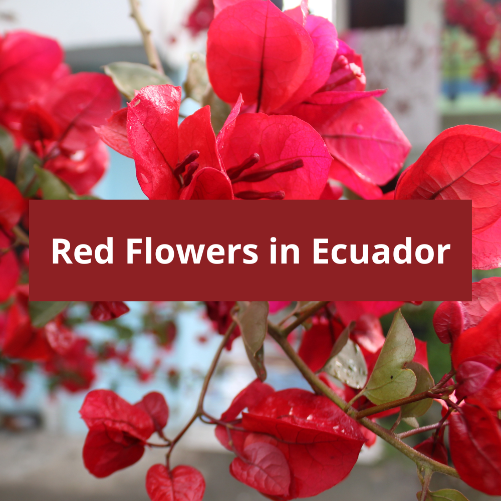 Red-Flowers-in-Ecuador
