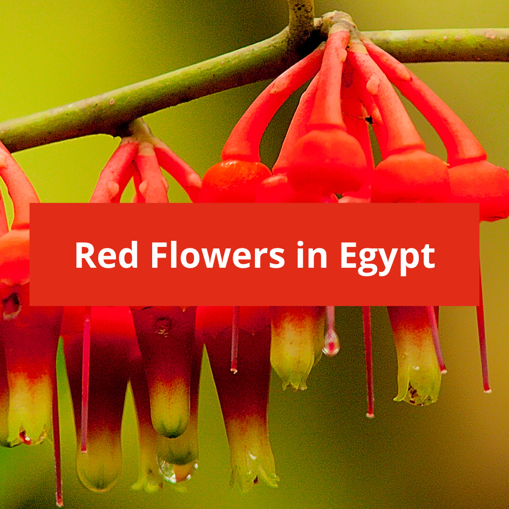 Red-Flowers-in-Egypt