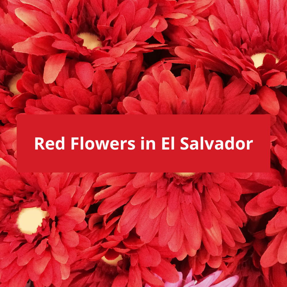 Red-Flowers-in-El-Salvador