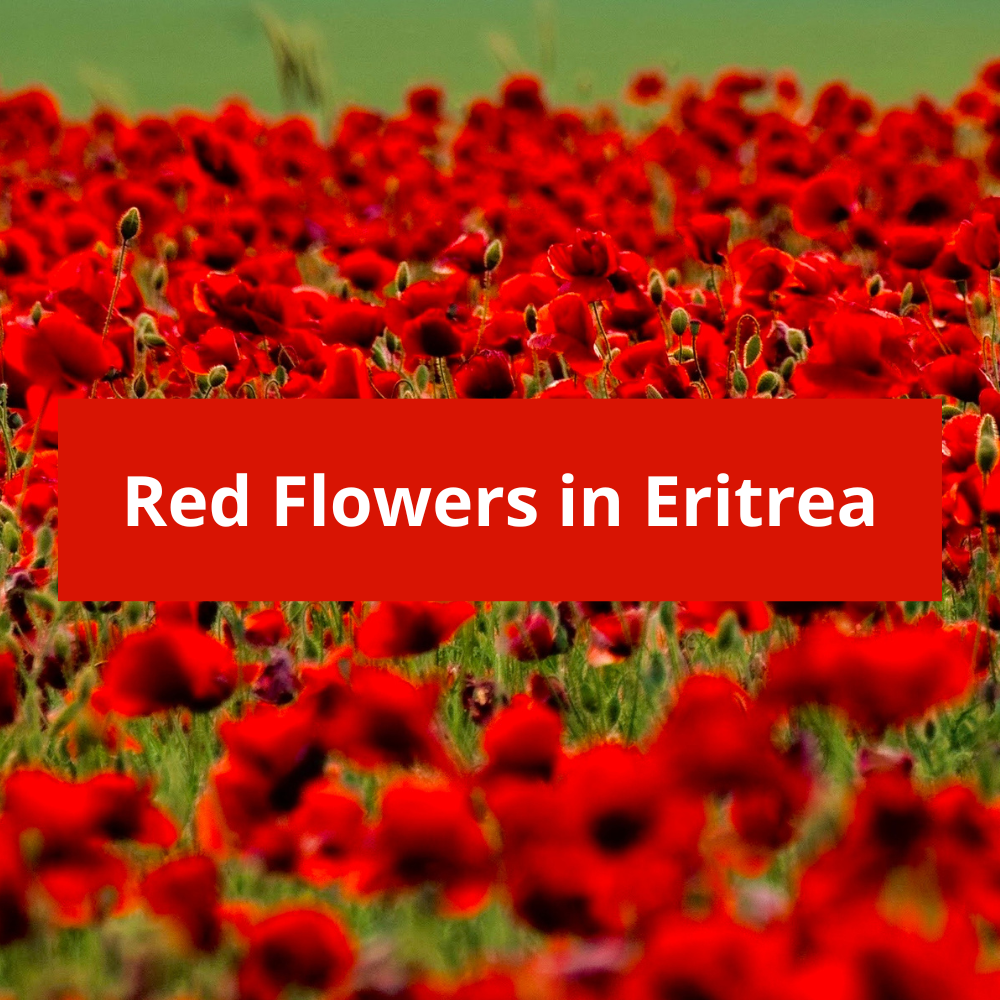 Red-Flowers-in-Eritrea