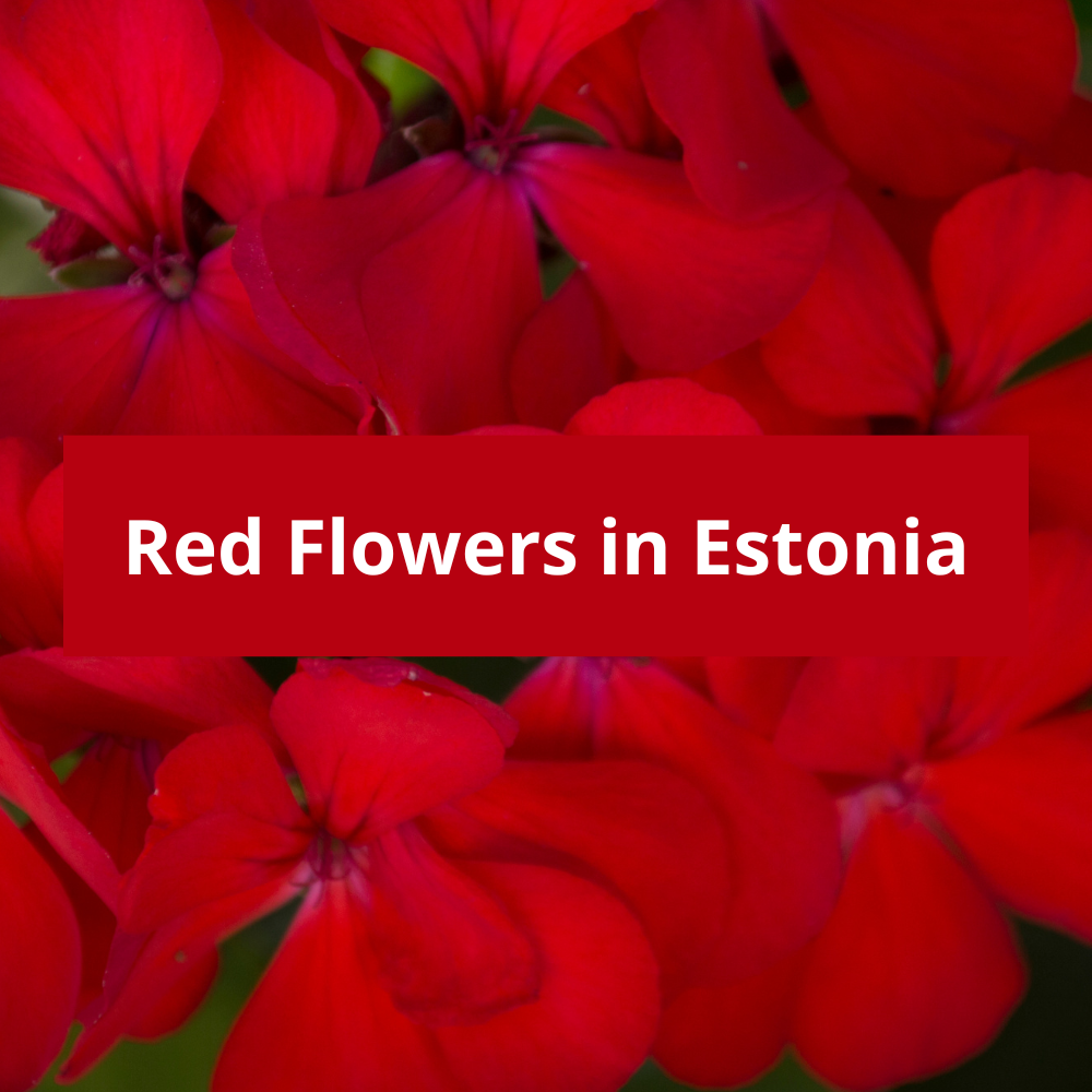 Red-Flowers-in-Estonia