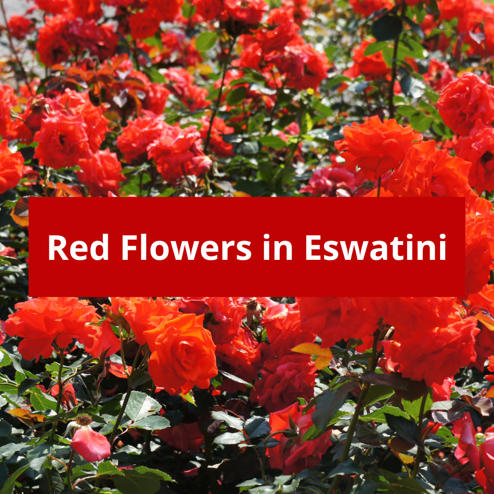 Red-Flowers-in-Eswatini