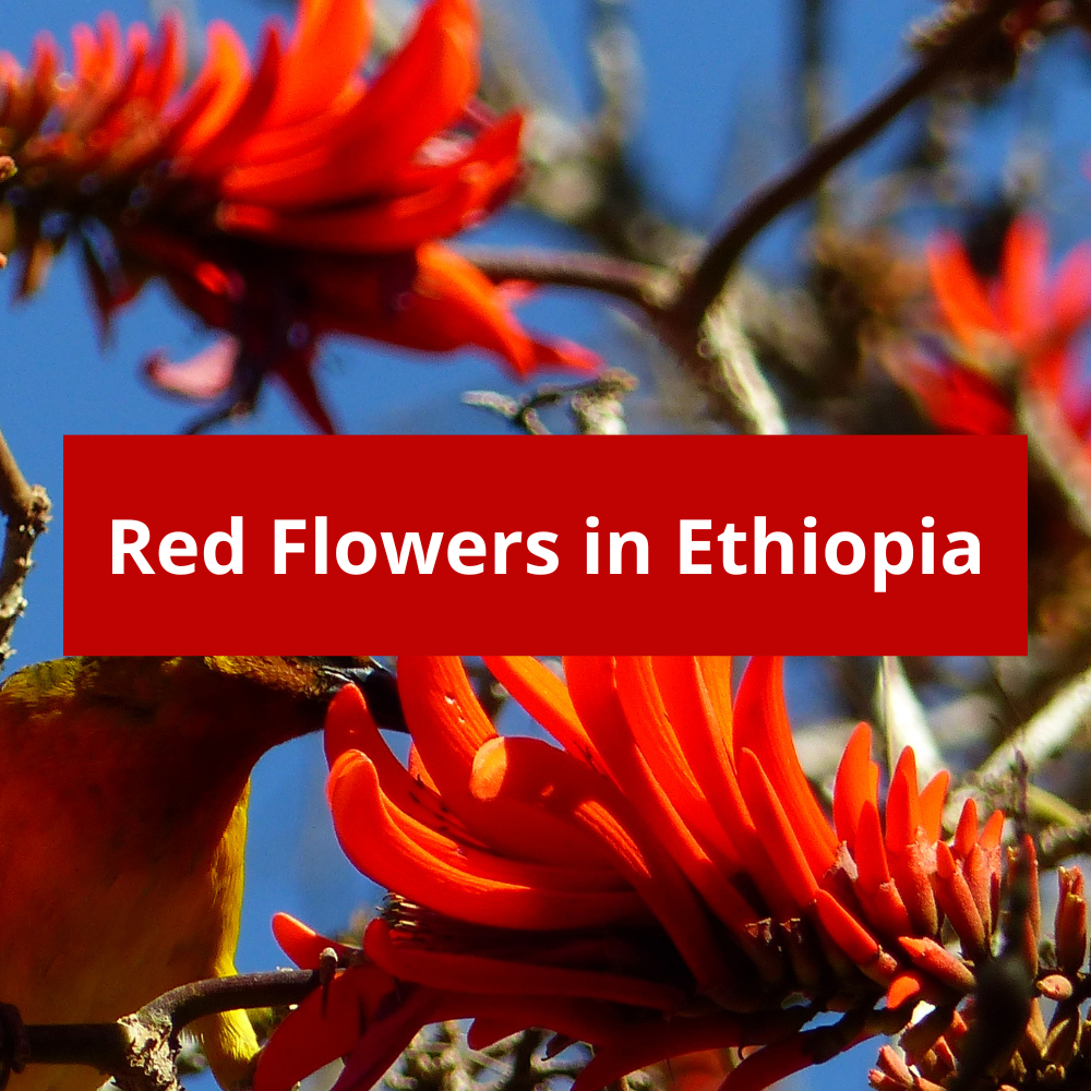 Red-Flowers-in-Ethiopia