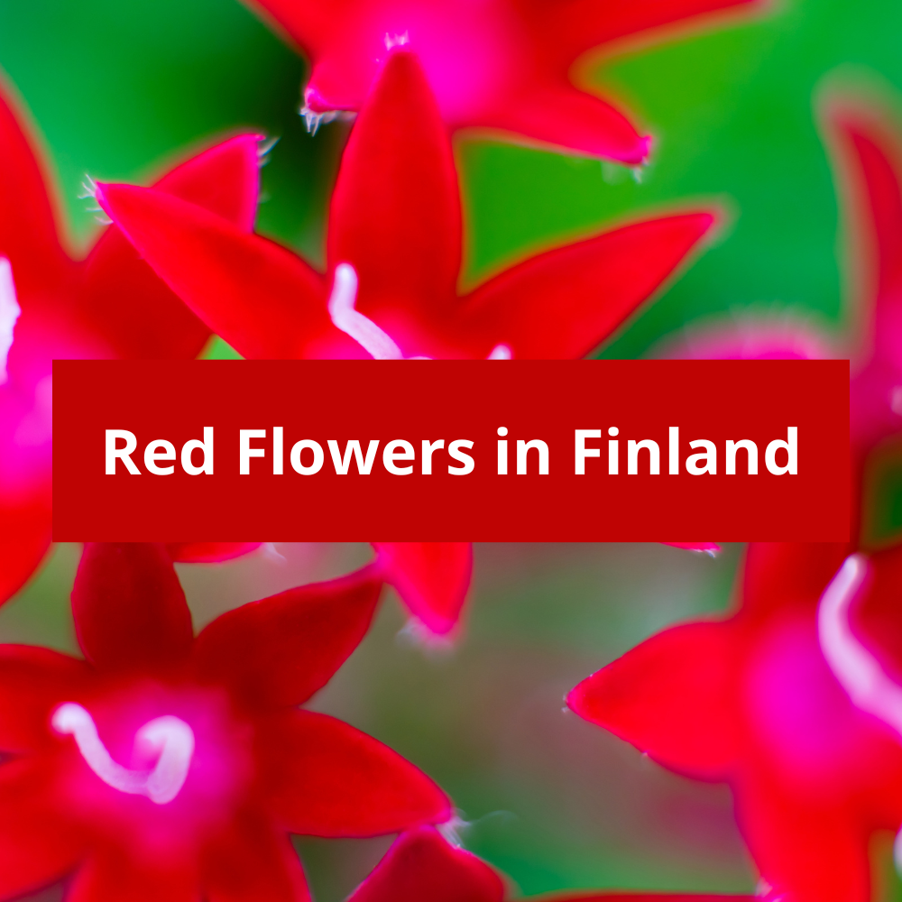 Red-Flowers-in-Finland