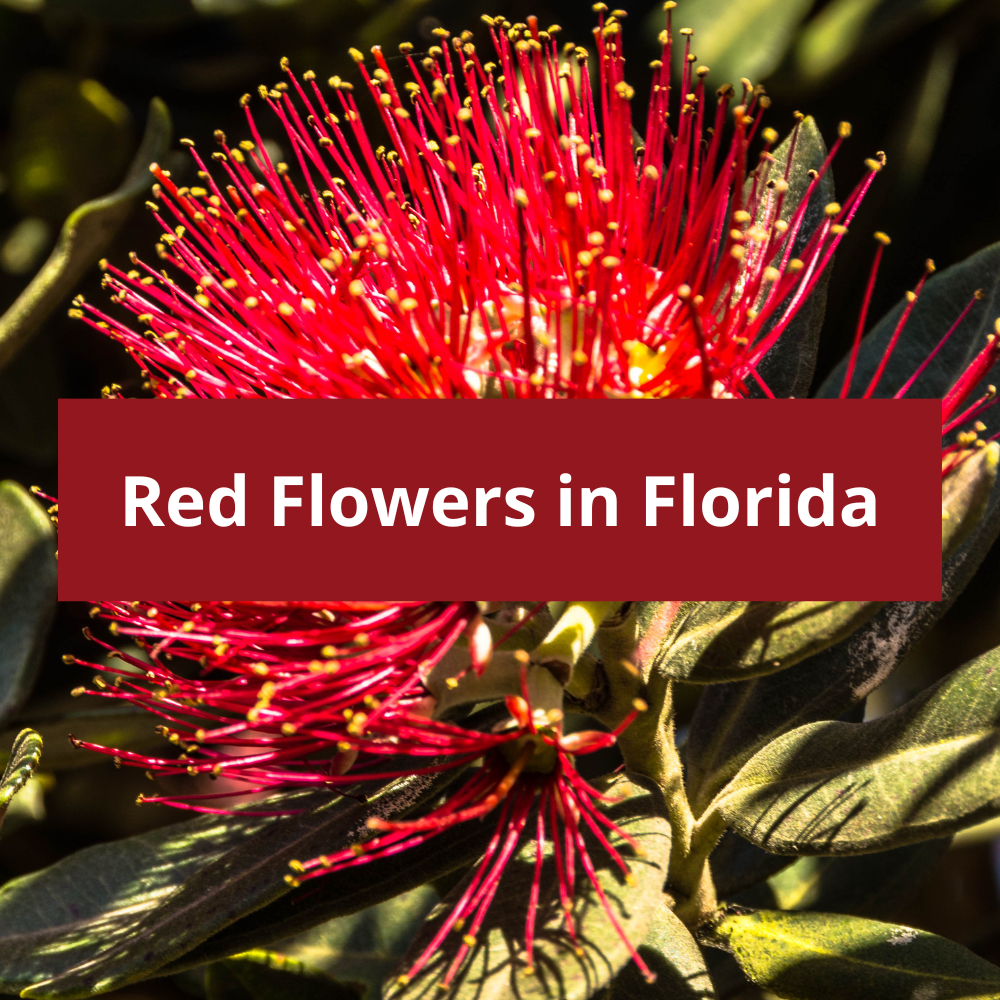 Red-Flowers-in-Florida