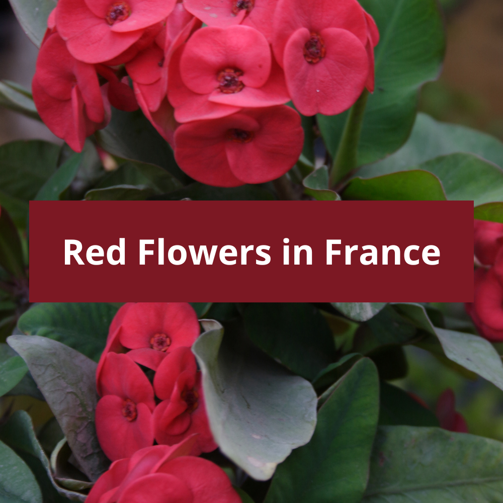 Red-Flowers-in-France