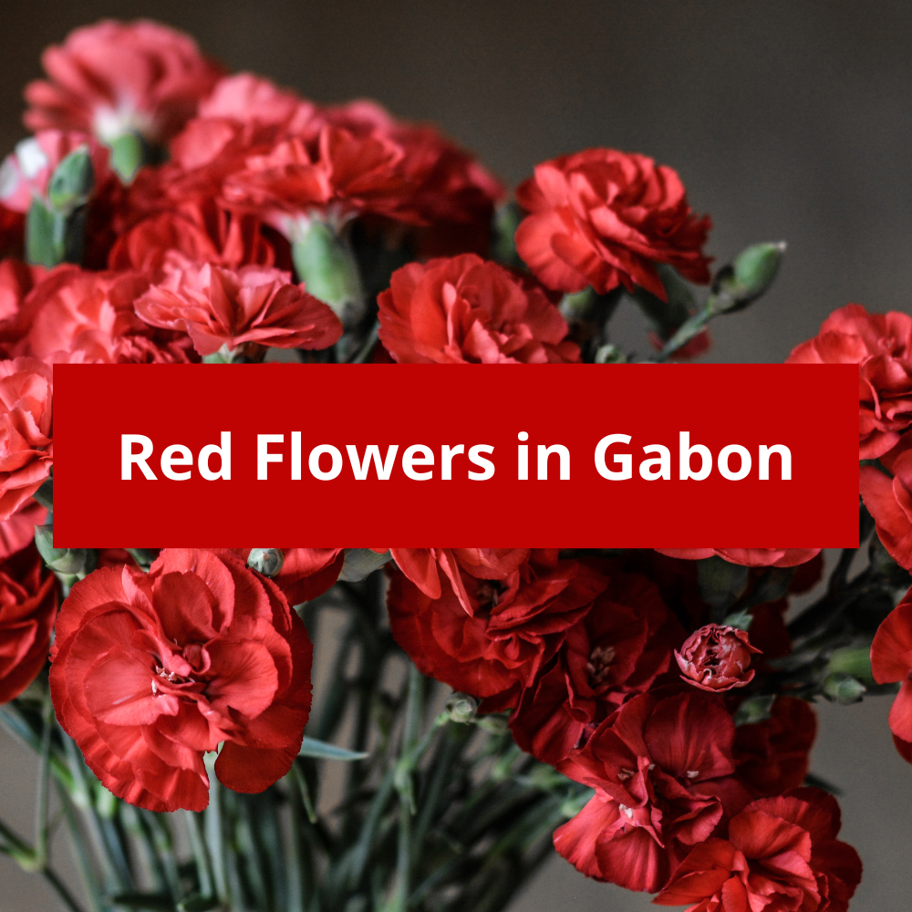 Red-Flowers-in-Gabon