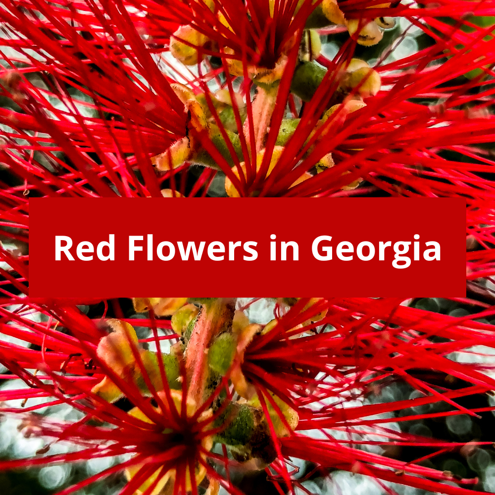 Red-Flowers-in-Georgia