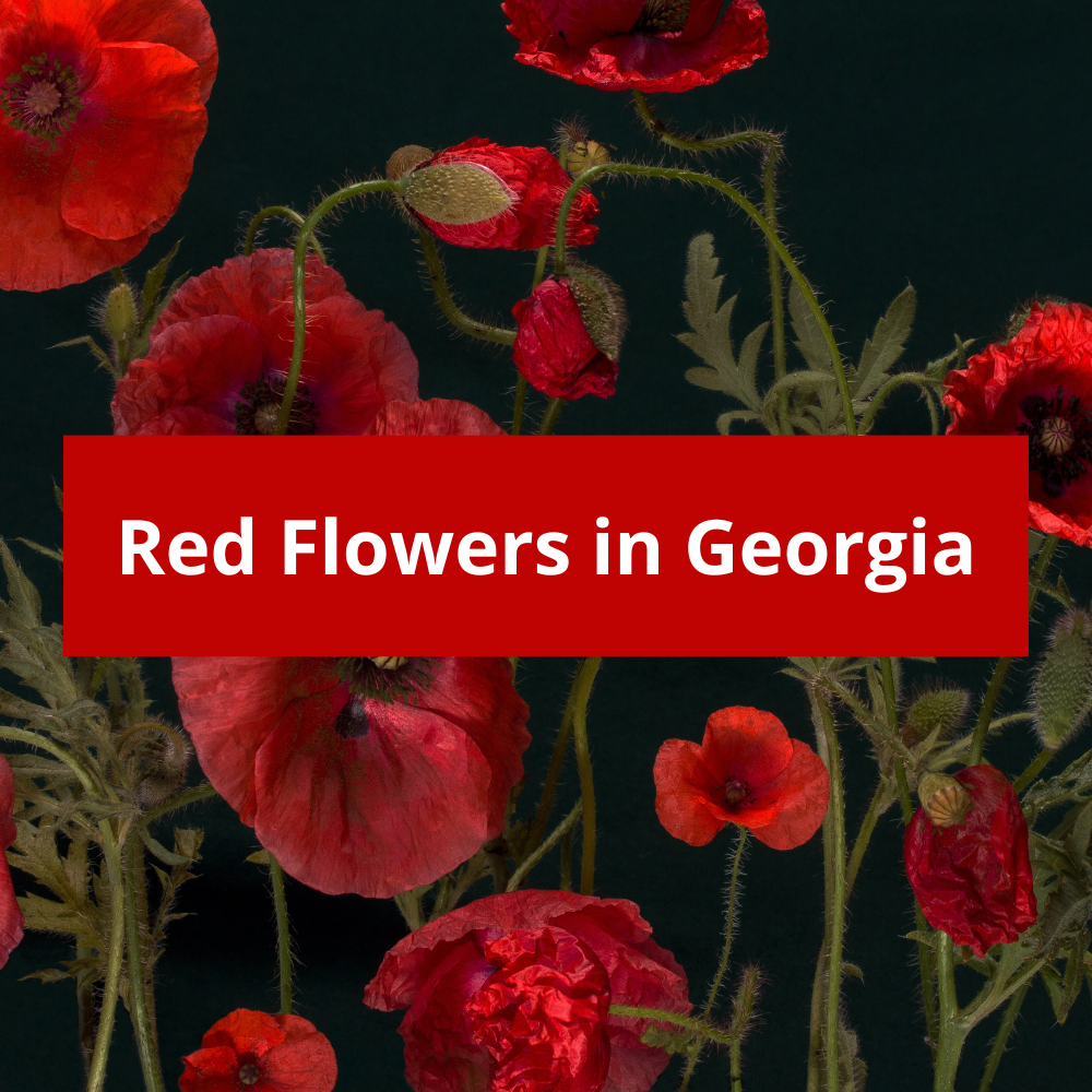 Red-Flowers-in-Georgia-Country