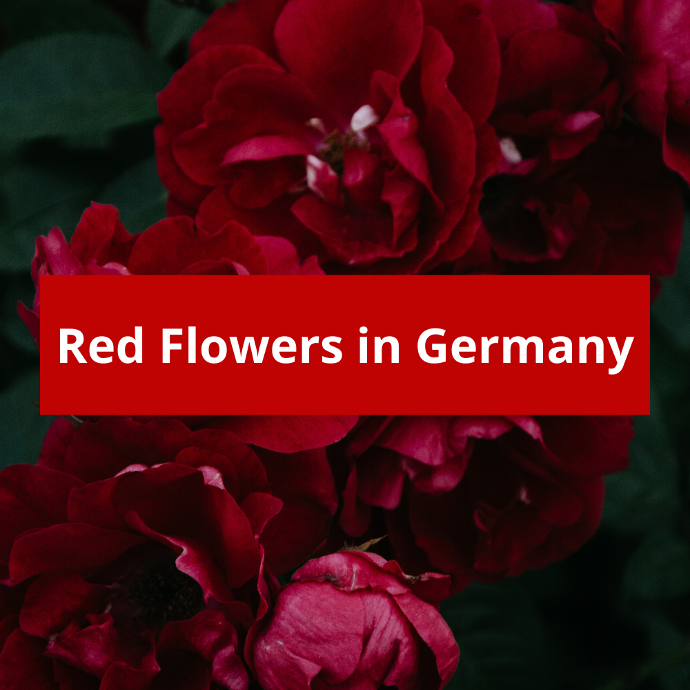 Red-Flowers-in-Germany