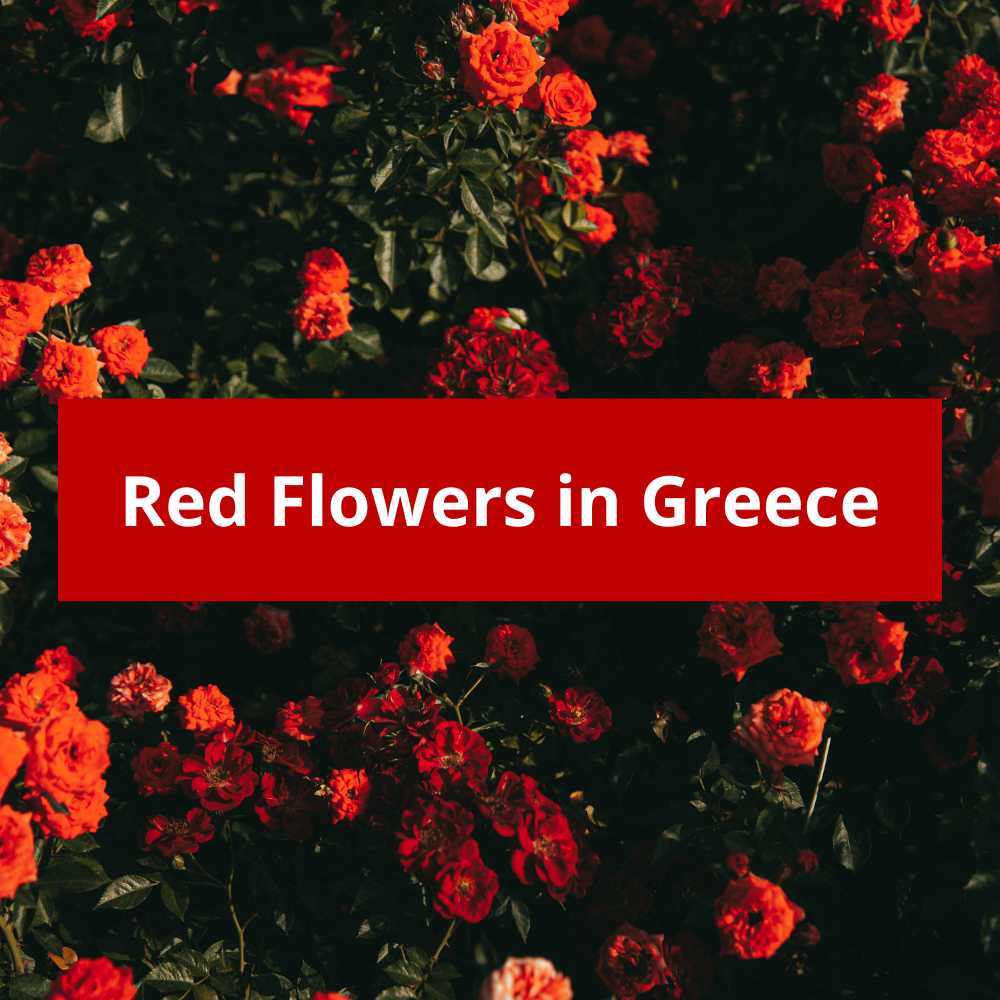 Red-Flowers-in-Greece