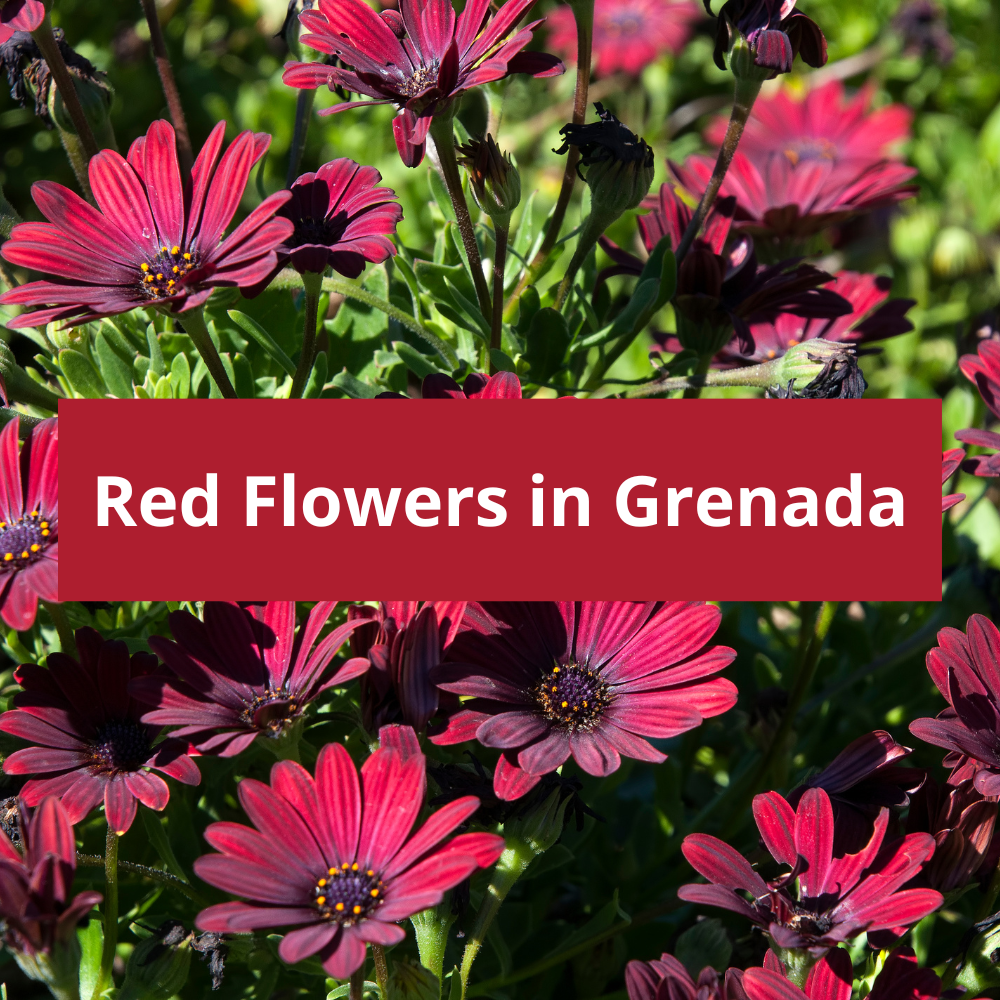 Red-Flowers-in-Grenada
