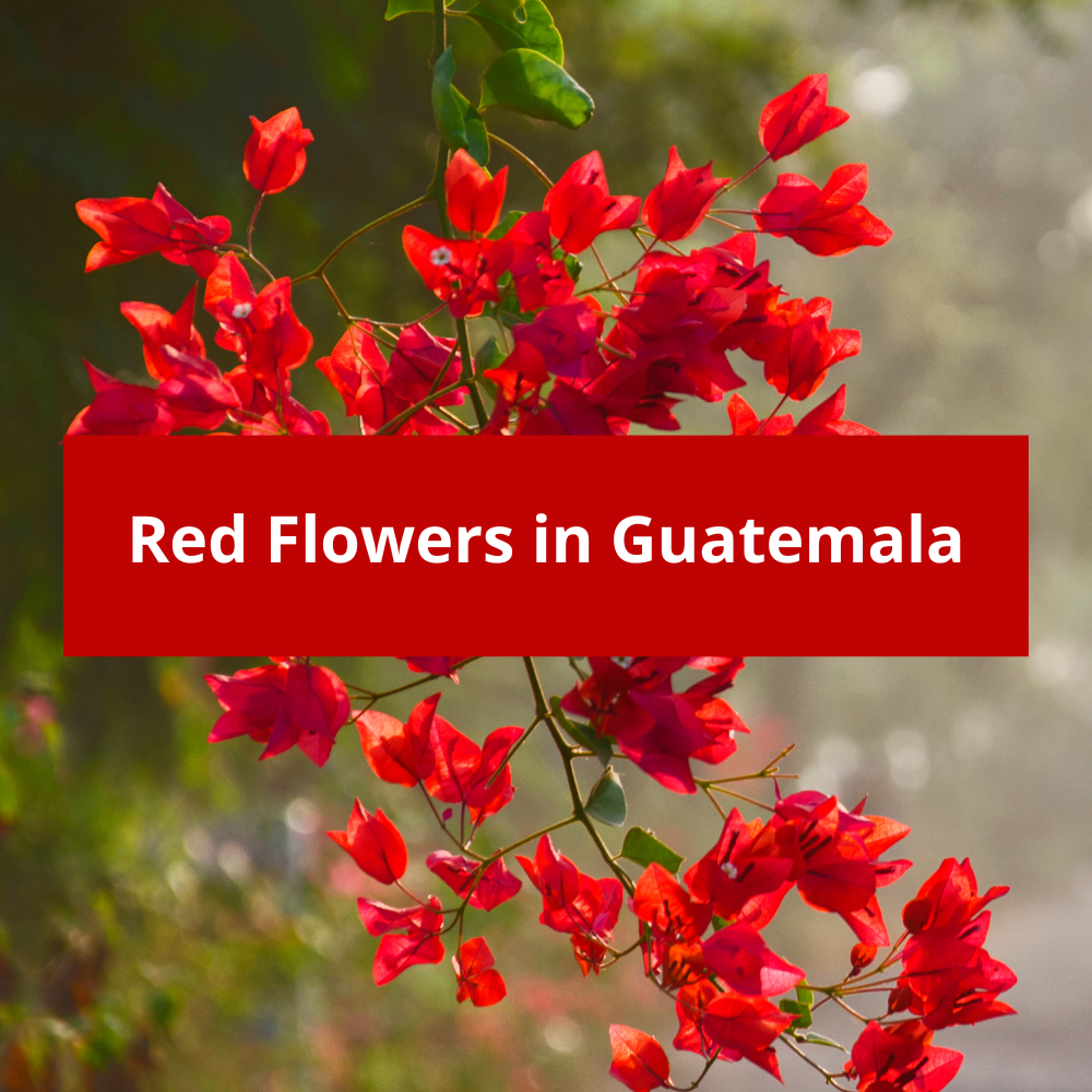 Red-Flowers-in-Guatemala