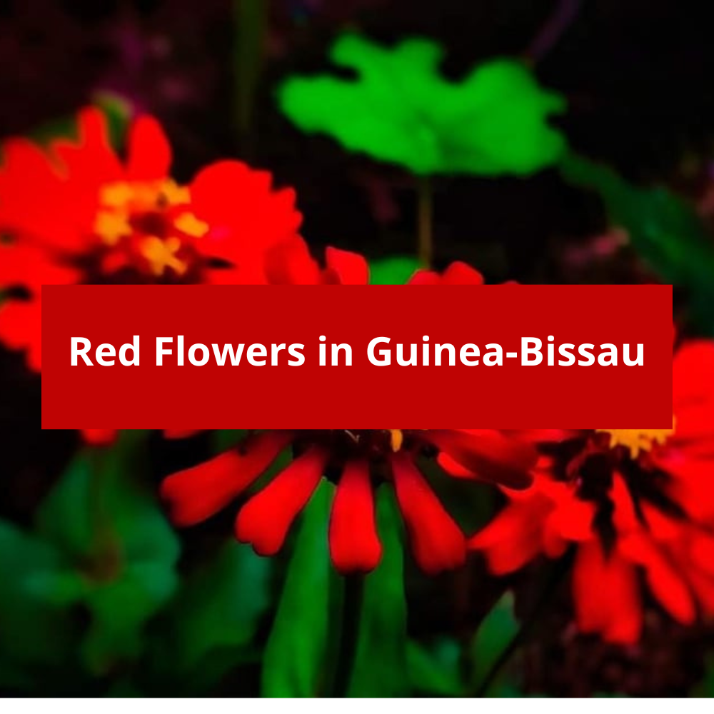 Red-Flowers-in-Guinea-Bissau