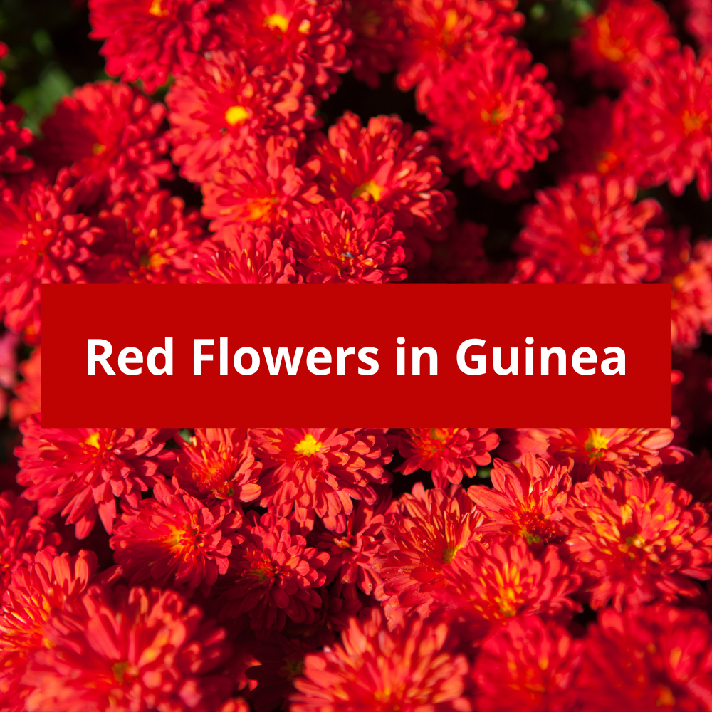 Red-Flowers-in-Guinea