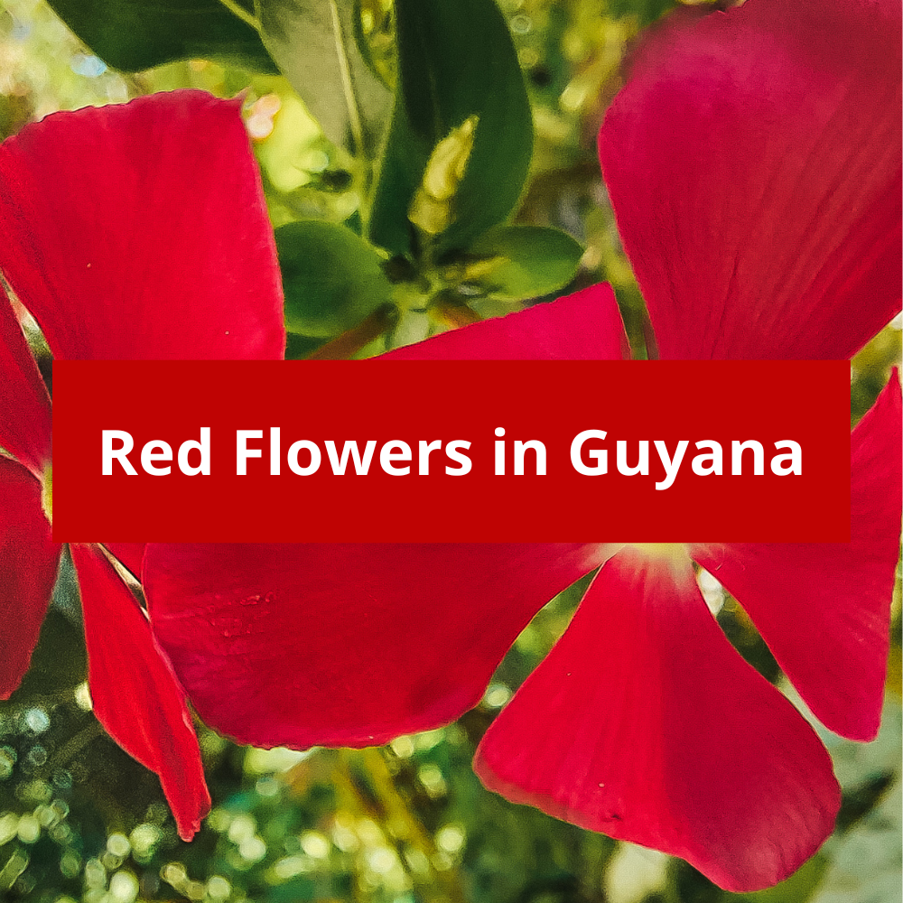 Red-Flowers-in-Guyana