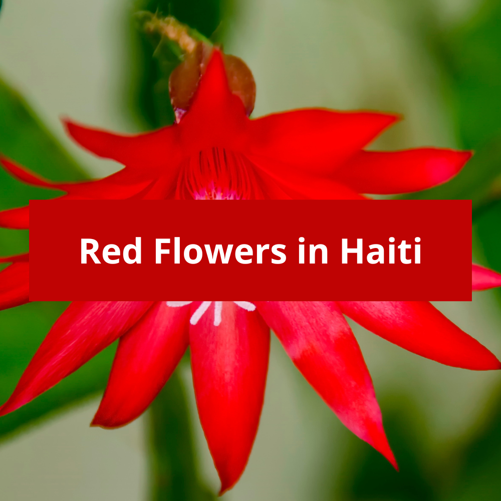Red-Flowers-in-Haiti