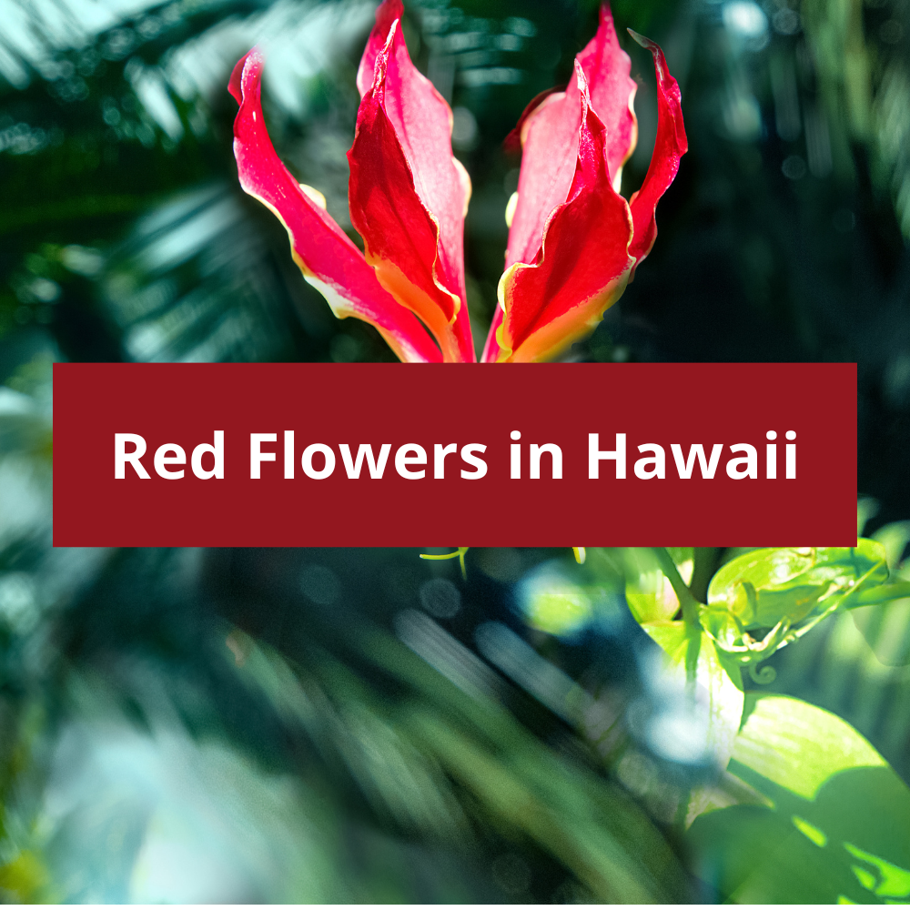 Red-Flowers-in-Hawaii