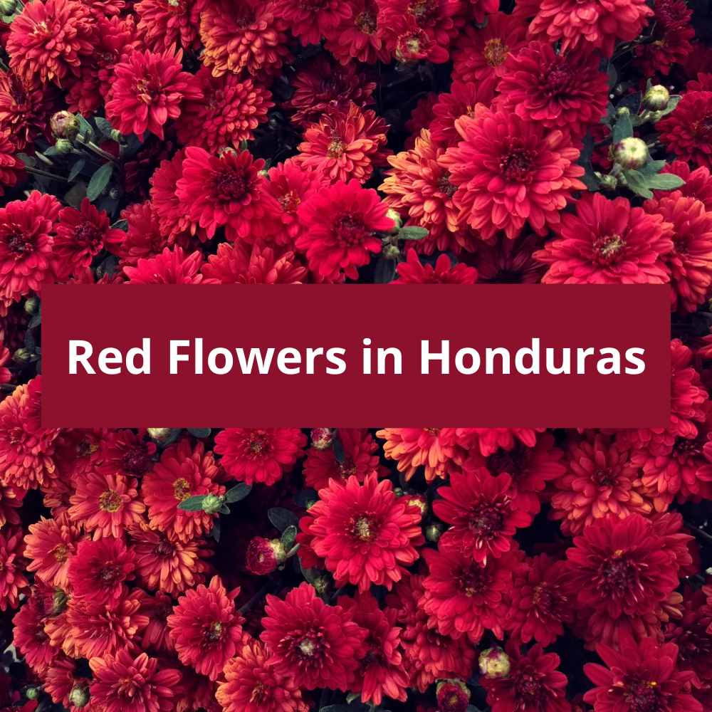 Red-Flowers-in-Honduras
