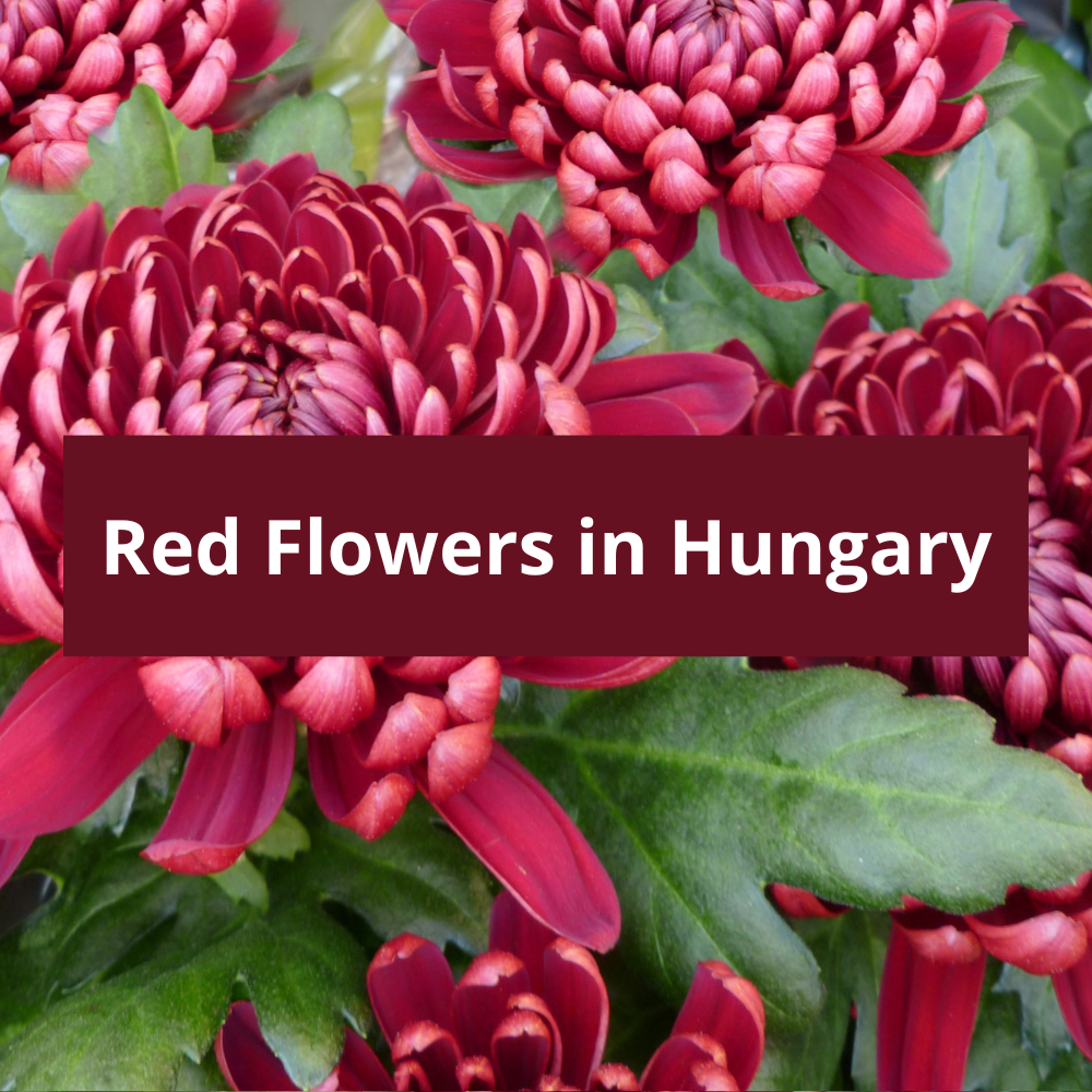 Red-Flowers-in-Hungary