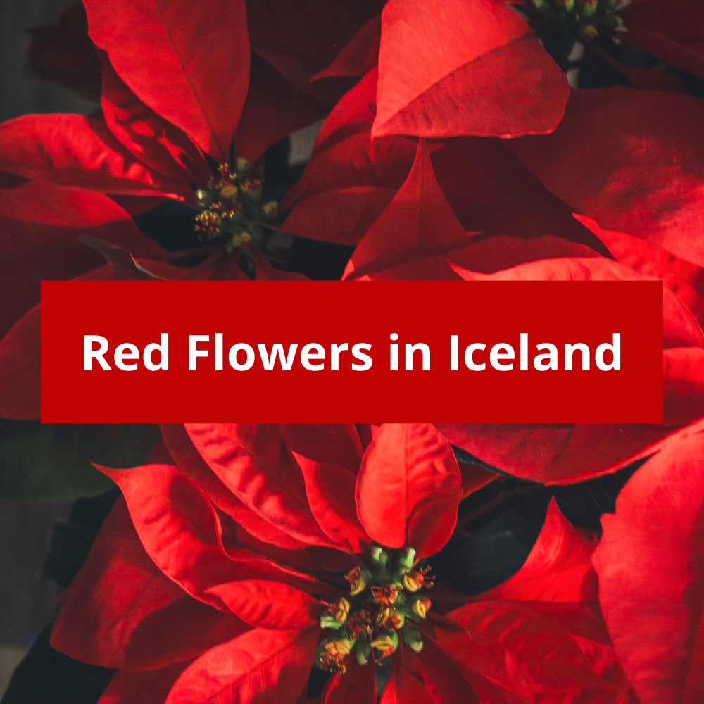 Red-Flowers-in-Iceland