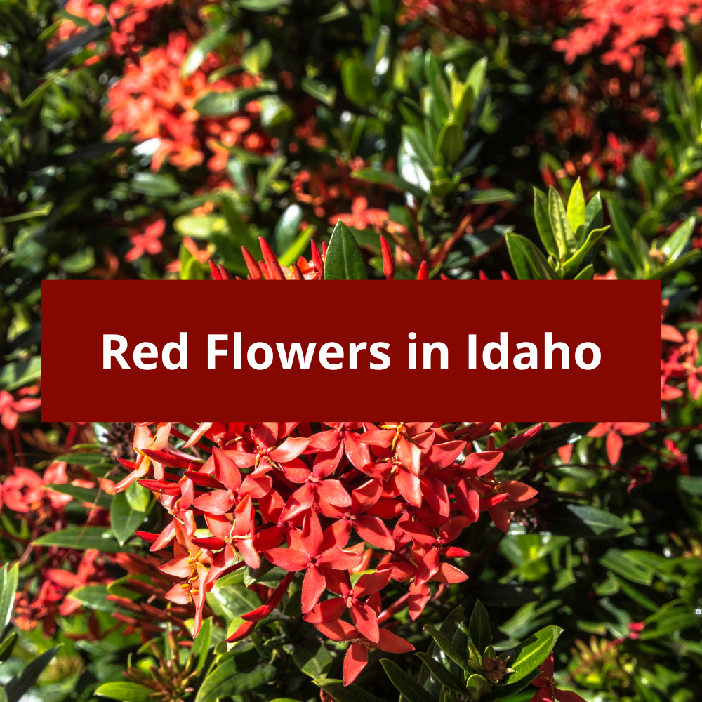 Red-Flowers-in-Idaho