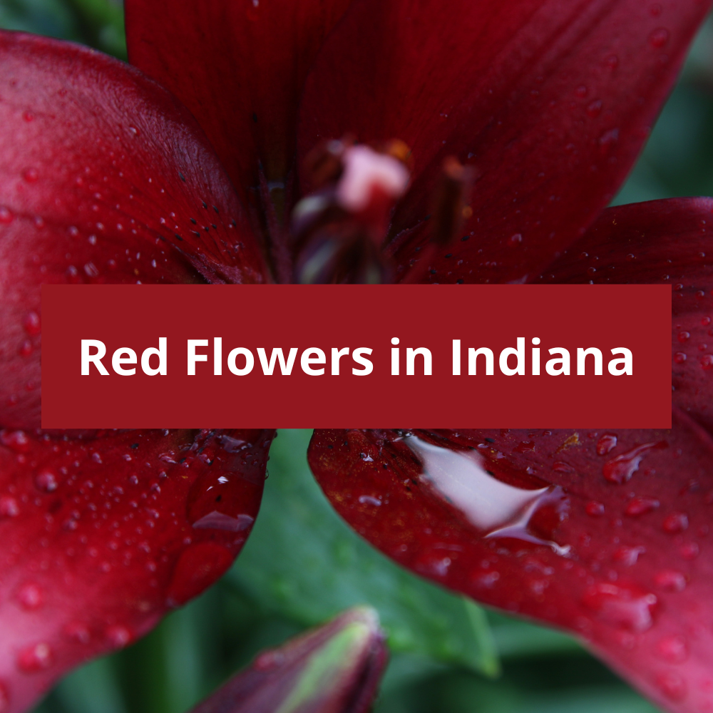 Red-Flowers-in-Indiana