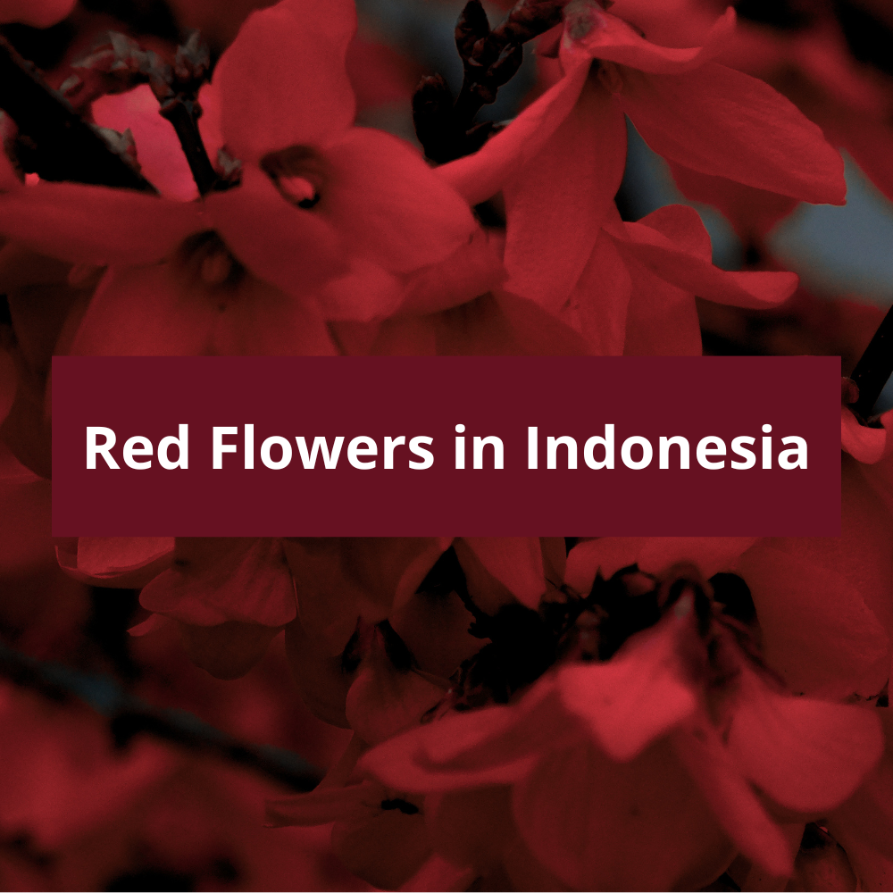 Red-Flowers-in-Indonesia