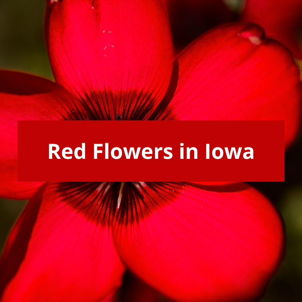 Red-Flowers-in-Iowa