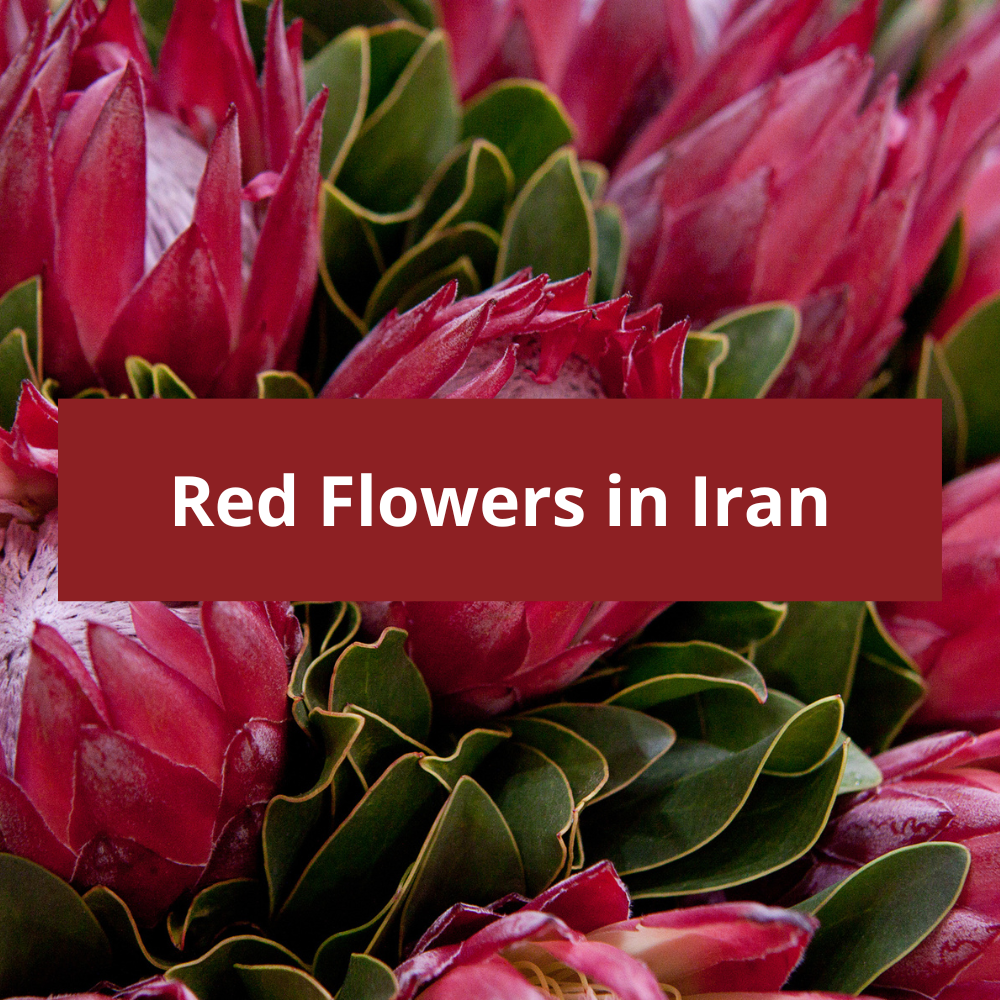 Red-Flowers-in-Iran