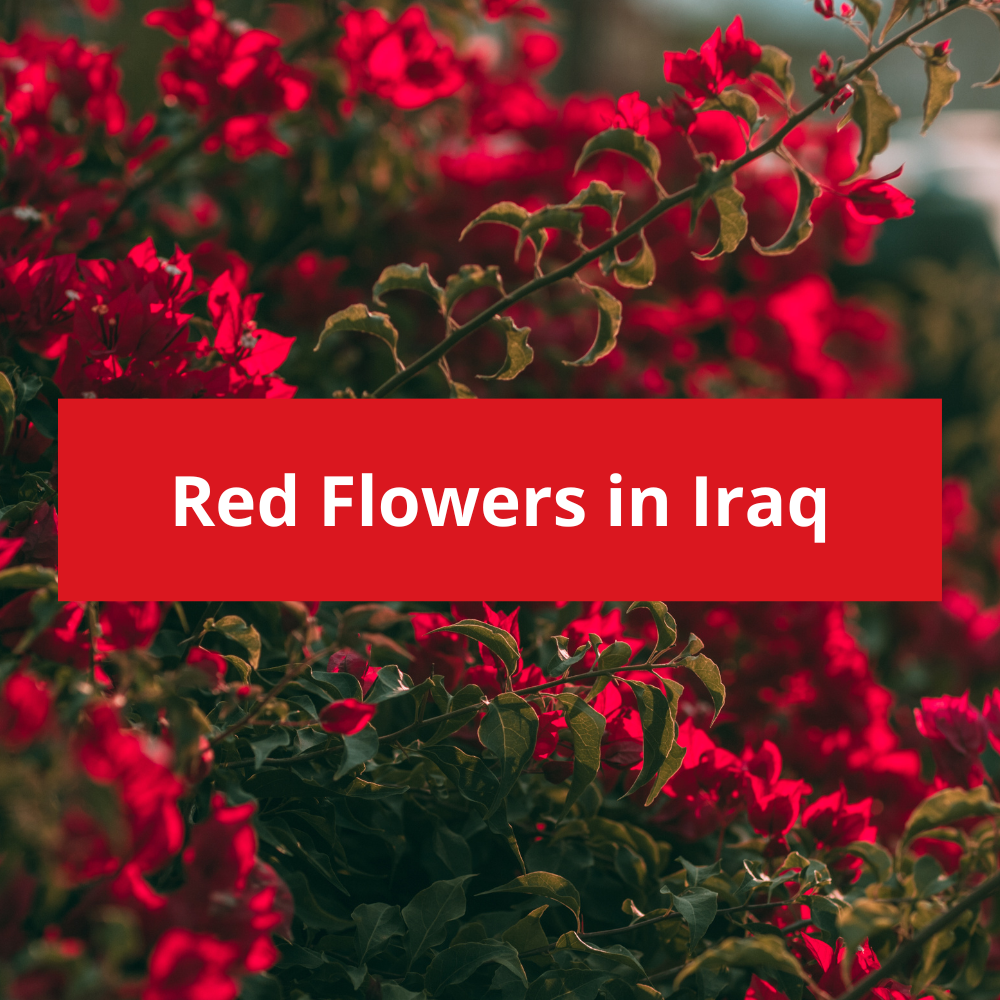 Red-Flowers-in-Iraq
