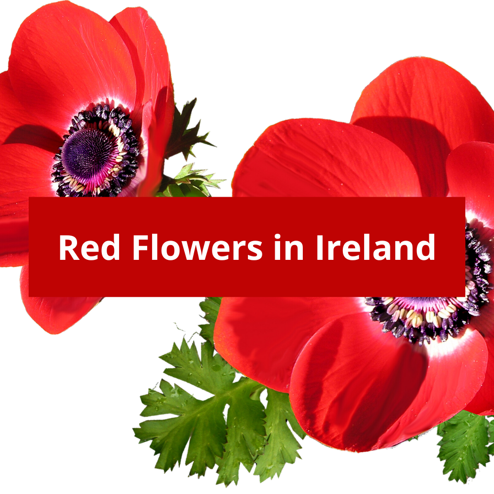 Red-Flowers-in-Ireland