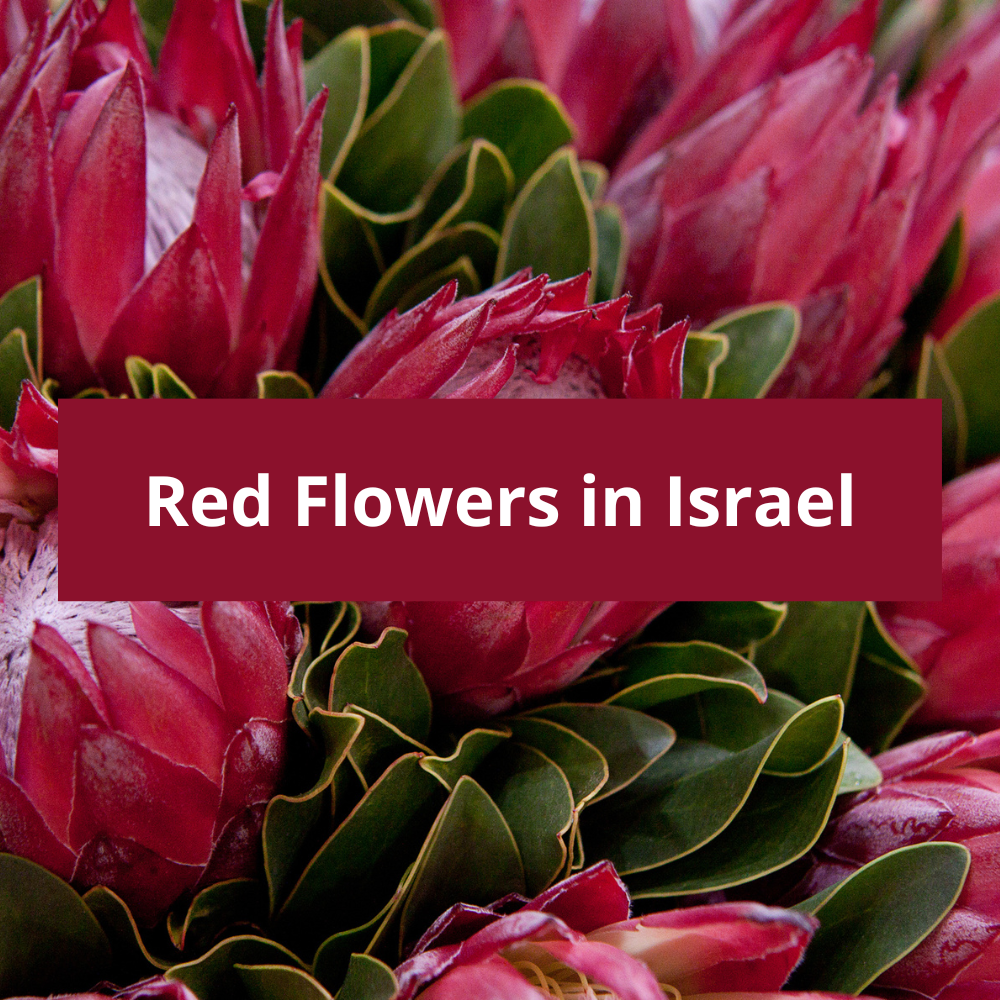 Red-Flowers-in-Israel