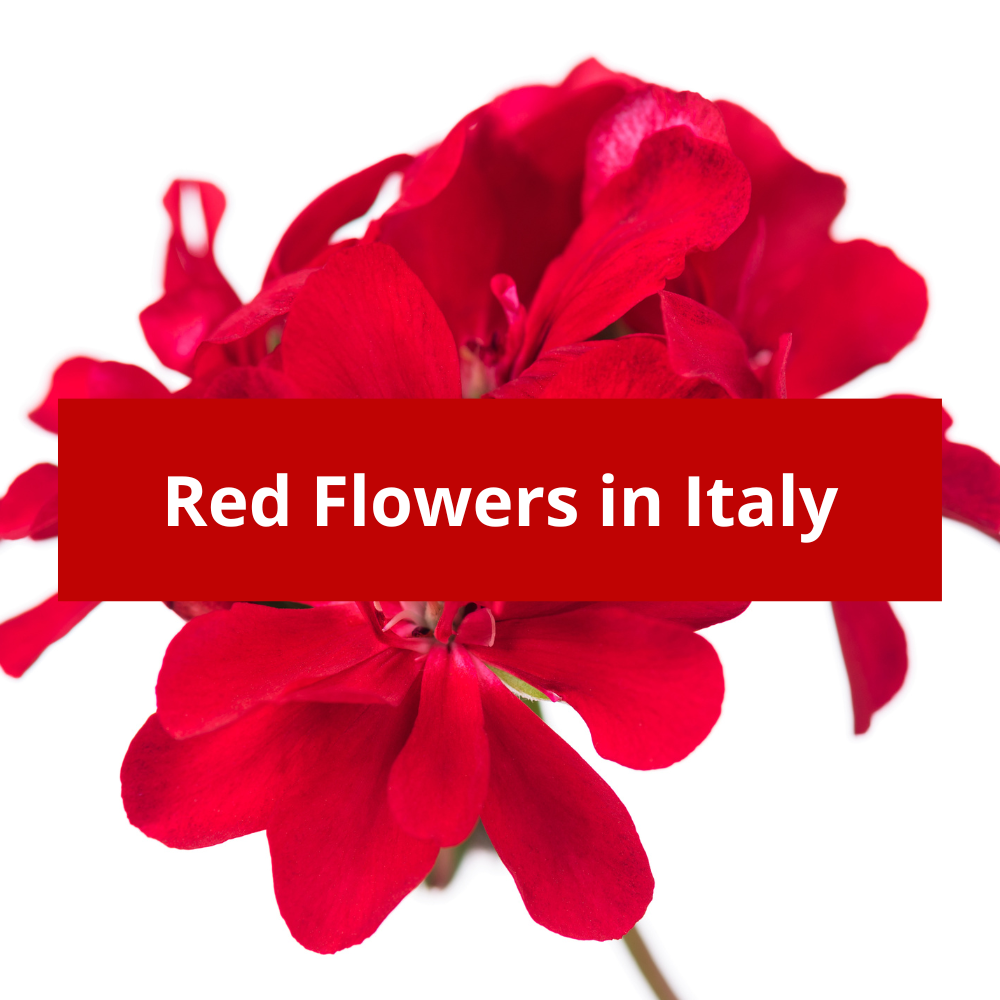 Red-Flowers-in-Italy