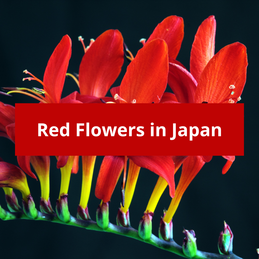 Red-Flowers-in-Japan