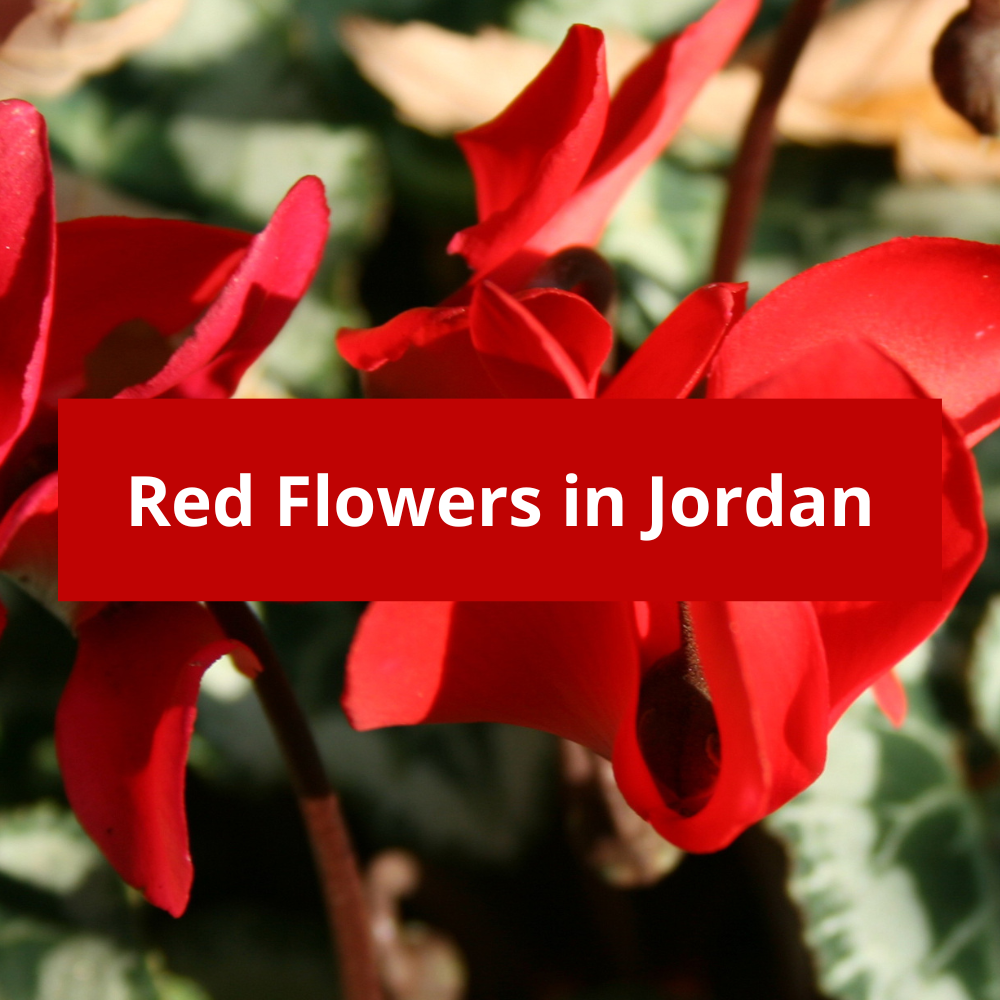 Red-Flowers-in-Jordan