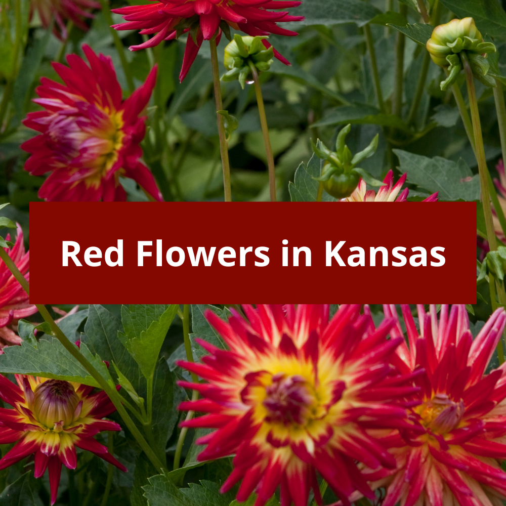 Red-Flowers-in-Kansas