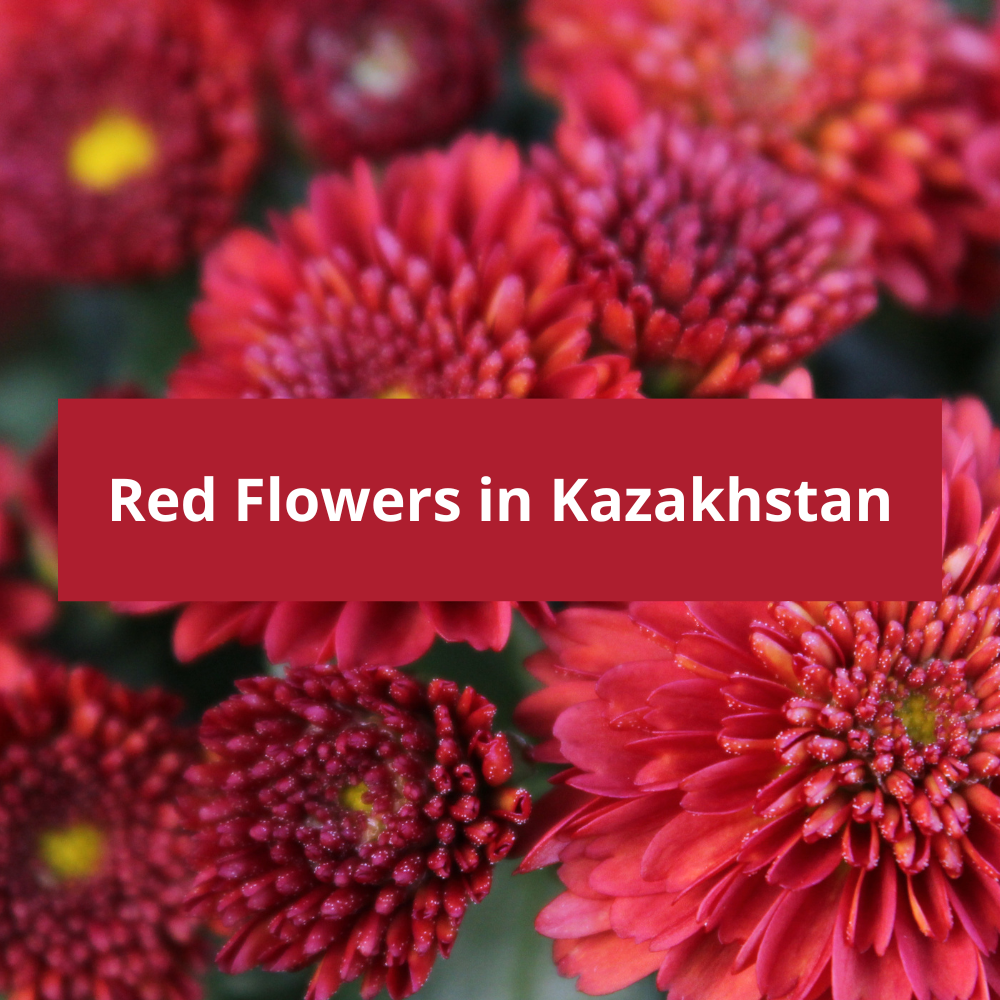 Red-Flowers-in-Kazakhstan