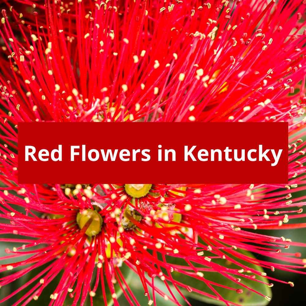 Red-Flowers-in-Kentucky