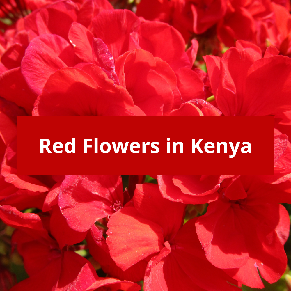 Red-Flowers-in-Kenya