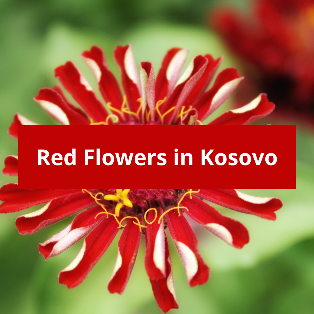 Red-Flowers-in-Kosovo