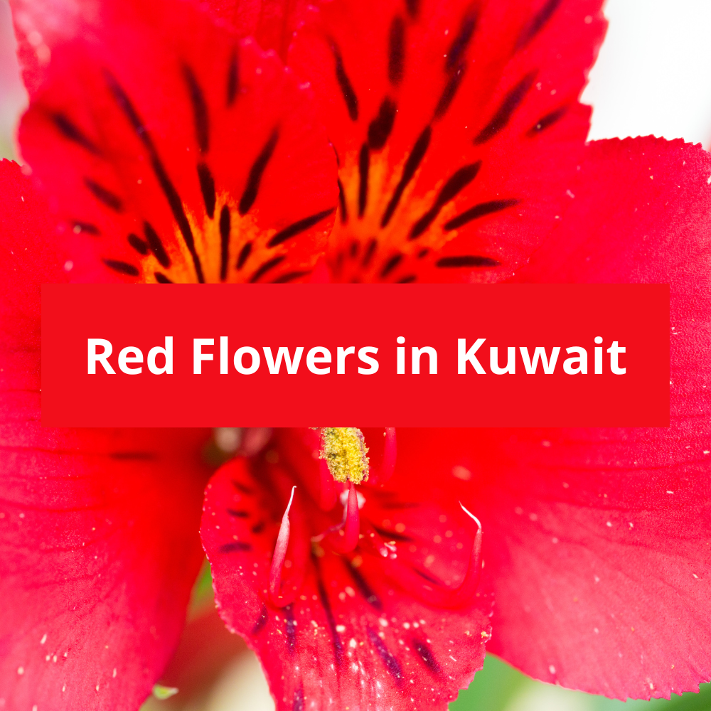 Red-Flowers-in-Kuwait