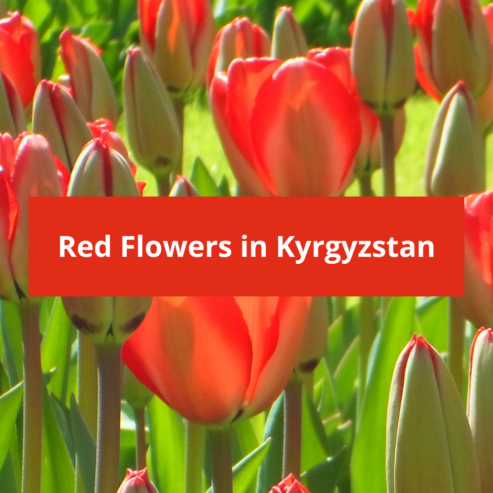 Red-Flowers-in-Kyrgyzstan